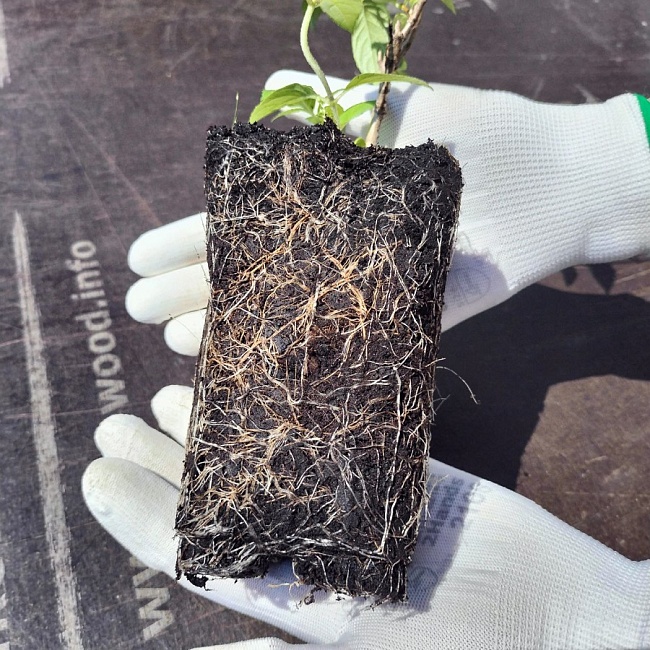 Гортензия крупнолистная Ю Энд Ми Тугевер 1 шт Р9